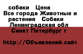 собаки › Цена ­ 2 500 - Все города Животные и растения » Собаки   . Ленинградская обл.,Санкт-Петербург г.